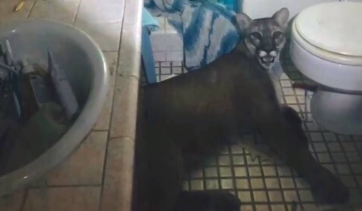 Starijem paru iz Kalifornije u kuću ušetala puma, zaglavila u njihovoj kupaonici